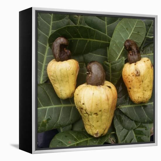 Cashew Nuts, Thailand-Russell Gordon-Framed Premier Image Canvas