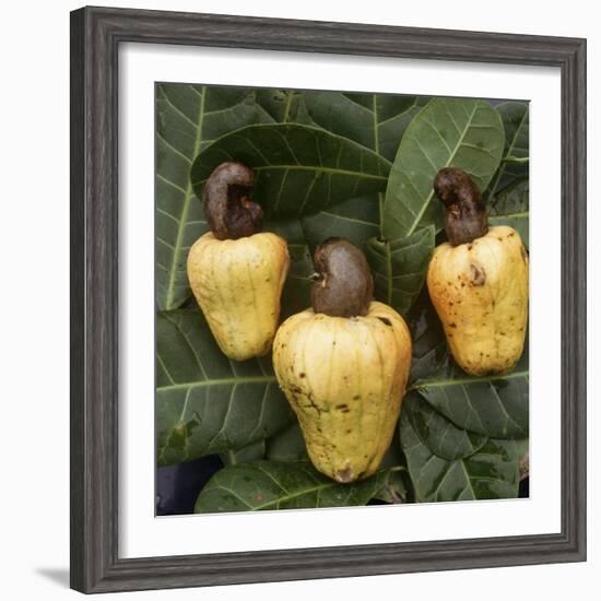 Cashew Nuts, Thailand-Russell Gordon-Framed Photographic Print