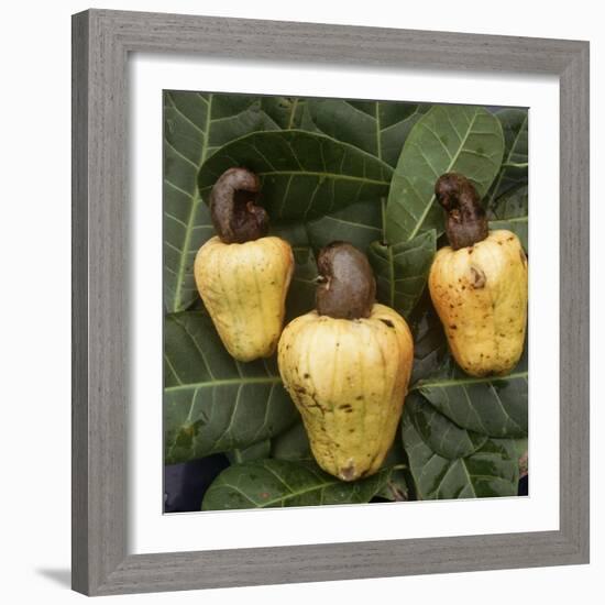 Cashew Nuts, Thailand-Russell Gordon-Framed Photographic Print