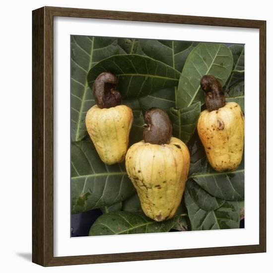 Cashew Nuts, Thailand-Russell Gordon-Framed Photographic Print