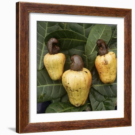 Cashew Nuts, Thailand-Russell Gordon-Framed Photographic Print