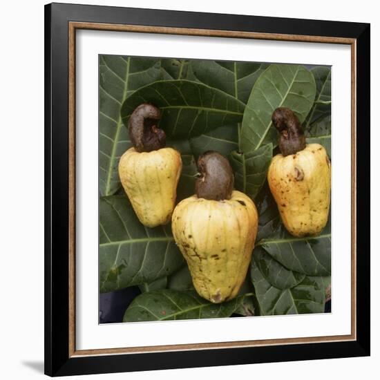 Cashew Nuts, Thailand-Russell Gordon-Framed Photographic Print