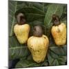 Cashew Nuts, Thailand-Russell Gordon-Mounted Photographic Print