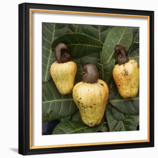 Cashew Nuts, Thailand-Russell Gordon-Framed Photographic Print