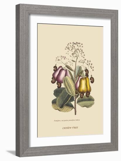 Cashew Tree-Mark Catesby-Framed Art Print