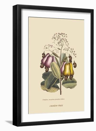 Cashew Tree-Mark Catesby-Framed Art Print