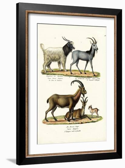 Cashmere Goat, 1824-Karl Joseph Brodtmann-Framed Giclee Print