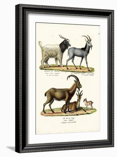 Cashmere Goat, 1824-Karl Joseph Brodtmann-Framed Giclee Print