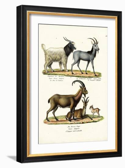 Cashmere Goat, 1824-Karl Joseph Brodtmann-Framed Giclee Print