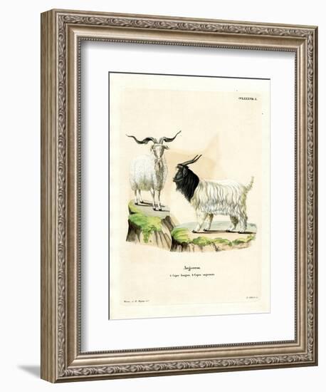 Cashmere Goat-null-Framed Premium Giclee Print