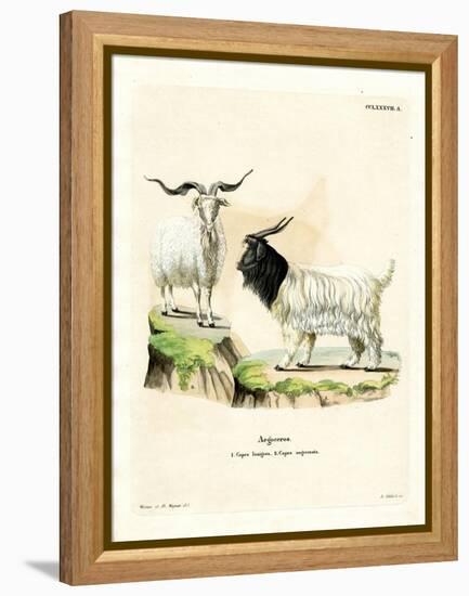 Cashmere Goat-null-Framed Premier Image Canvas