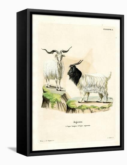 Cashmere Goat-null-Framed Premier Image Canvas