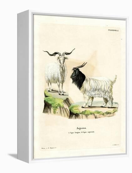 Cashmere Goat-null-Framed Premier Image Canvas