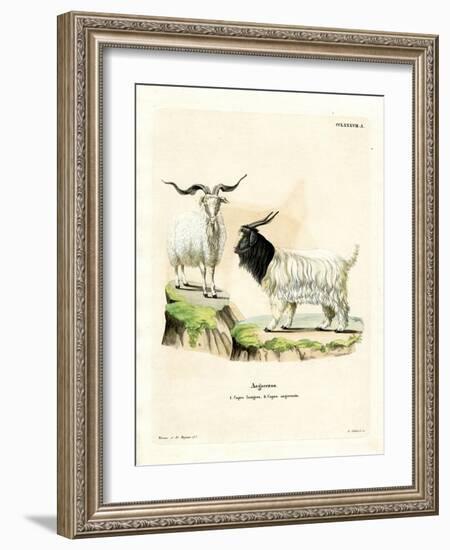 Cashmere Goat-null-Framed Giclee Print