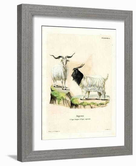 Cashmere Goat-null-Framed Giclee Print