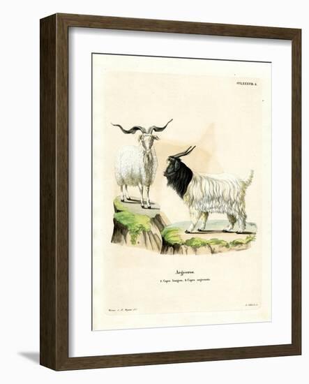 Cashmere Goat-null-Framed Giclee Print