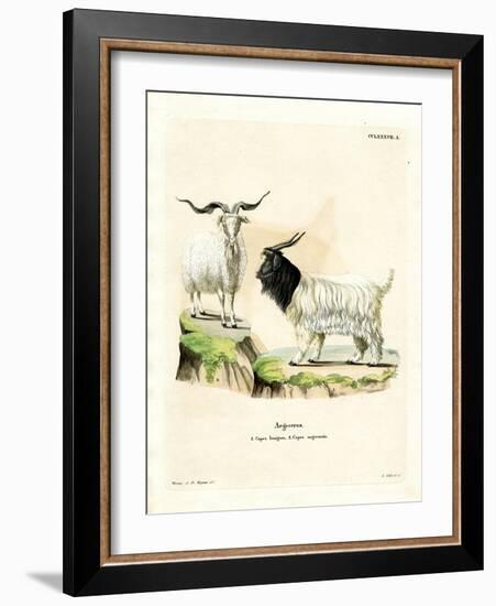 Cashmere Goat-null-Framed Giclee Print