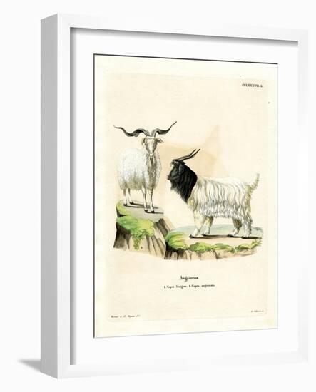 Cashmere Goat-null-Framed Giclee Print