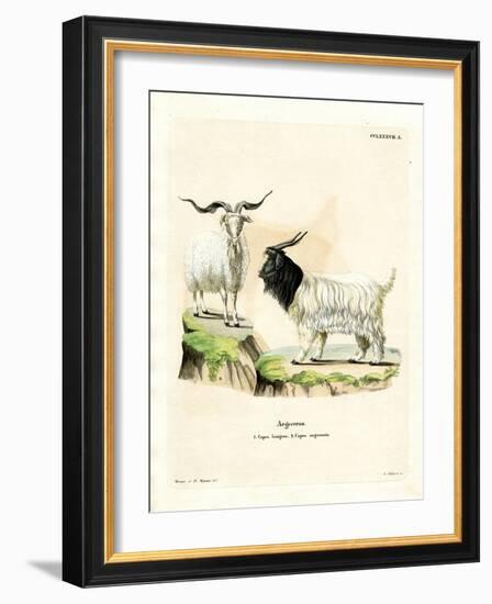 Cashmere Goat-null-Framed Giclee Print