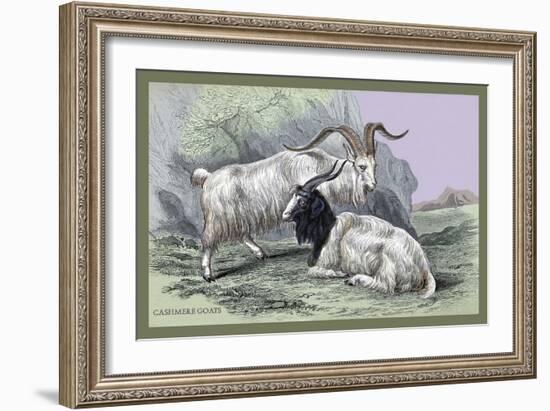 Cashmere Goats-John Stewart-Framed Art Print