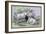 Cashmere Goats-John Stewart-Framed Art Print