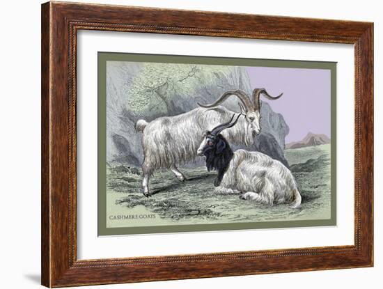 Cashmere Goats-John Stewart-Framed Art Print