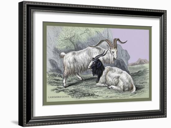 Cashmere Goats-John Stewart-Framed Art Print