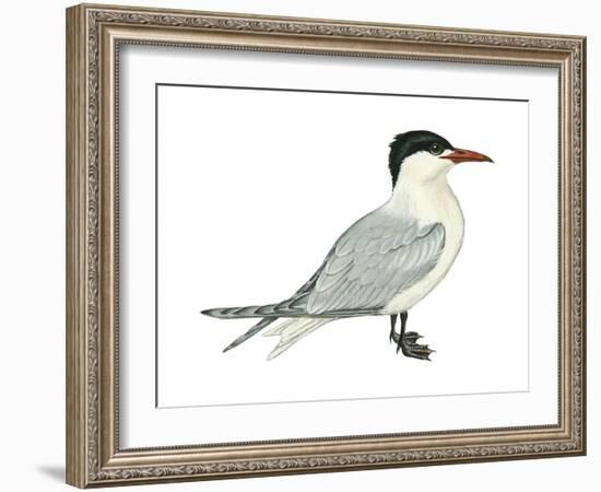 Caspian Tern (Hydroprogne Caspia), Birds-Encyclopaedia Britannica-Framed Art Print