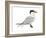 Caspian Tern (Hydroprogne Caspia), Birds-Encyclopaedia Britannica-Framed Art Print