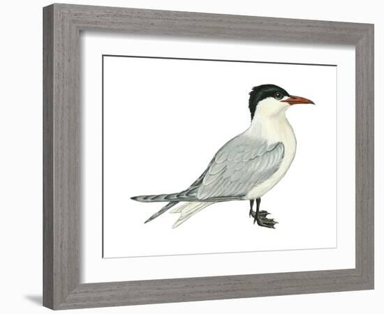 Caspian Tern (Hydroprogne Caspia), Birds-Encyclopaedia Britannica-Framed Art Print