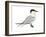 Caspian Tern (Hydroprogne Caspia), Birds-Encyclopaedia Britannica-Framed Art Print