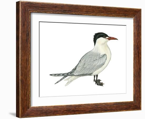 Caspian Tern (Hydroprogne Caspia), Birds-Encyclopaedia Britannica-Framed Art Print