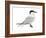 Caspian Tern (Hydroprogne Caspia), Birds-Encyclopaedia Britannica-Framed Art Print