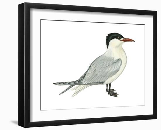 Caspian Tern (Hydroprogne Caspia), Birds-Encyclopaedia Britannica-Framed Art Print