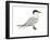 Caspian Tern (Hydroprogne Caspia), Birds-Encyclopaedia Britannica-Framed Art Print