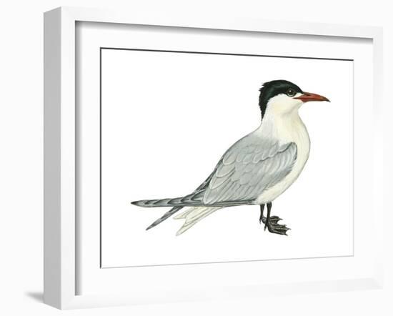 Caspian Tern (Hydroprogne Caspia), Birds-Encyclopaedia Britannica-Framed Art Print