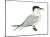 Caspian Tern (Hydroprogne Caspia), Birds-Encyclopaedia Britannica-Mounted Art Print