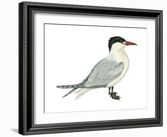 Caspian Tern (Hydroprogne Caspia), Birds-Encyclopaedia Britannica-Framed Art Print