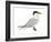 Caspian Tern (Hydroprogne Caspia), Birds-Encyclopaedia Britannica-Framed Art Print