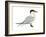 Caspian Tern (Hydroprogne Caspia), Birds-Encyclopaedia Britannica-Framed Art Print