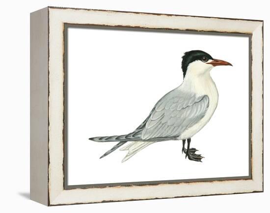 Caspian Tern (Hydroprogne Caspia), Birds-Encyclopaedia Britannica-Framed Stretched Canvas