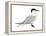 Caspian Tern (Hydroprogne Caspia), Birds-Encyclopaedia Britannica-Framed Stretched Canvas