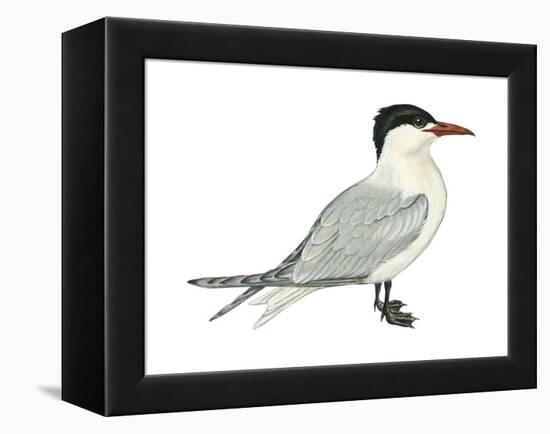 Caspian Tern (Hydroprogne Caspia), Birds-Encyclopaedia Britannica-Framed Stretched Canvas