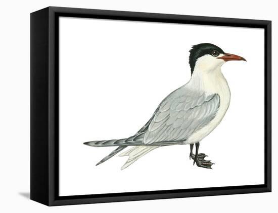 Caspian Tern (Hydroprogne Caspia), Birds-Encyclopaedia Britannica-Framed Stretched Canvas