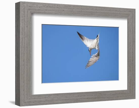 Caspian Tern in flight, diving for prey, New Zealand-Andy Trowbridge-Framed Photographic Print