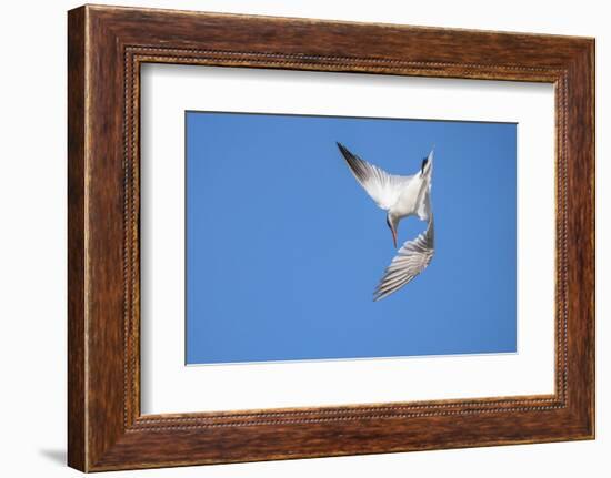 Caspian Tern in flight, diving for prey, New Zealand-Andy Trowbridge-Framed Photographic Print