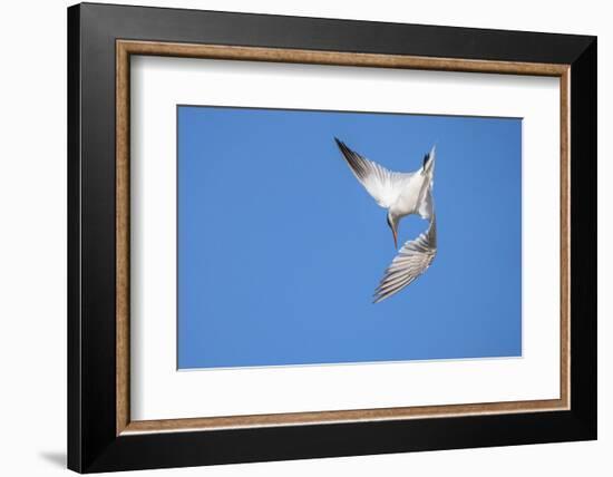 Caspian Tern in flight, diving for prey, New Zealand-Andy Trowbridge-Framed Photographic Print