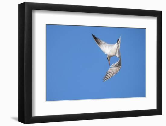 Caspian Tern in flight, diving for prey, New Zealand-Andy Trowbridge-Framed Photographic Print