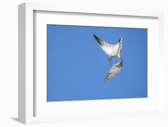 Caspian Tern in flight, diving for prey, New Zealand-Andy Trowbridge-Framed Photographic Print