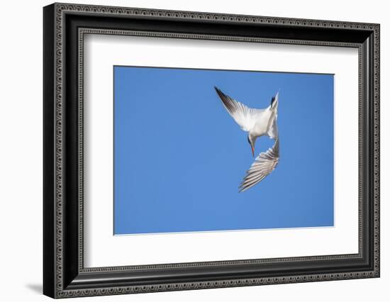 Caspian Tern in flight, diving for prey, New Zealand-Andy Trowbridge-Framed Photographic Print